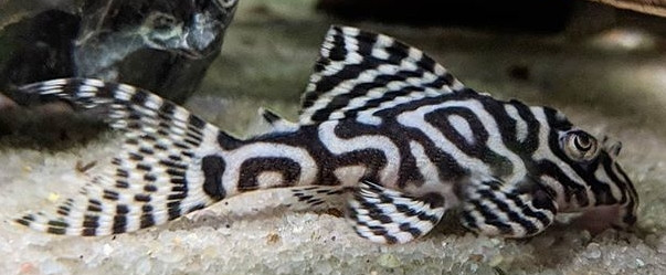 Hypancistrus sp. (L236)
