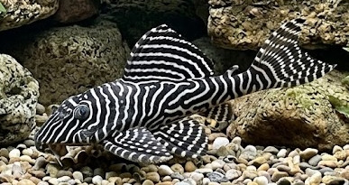 Hypancistrus sp. (L260)