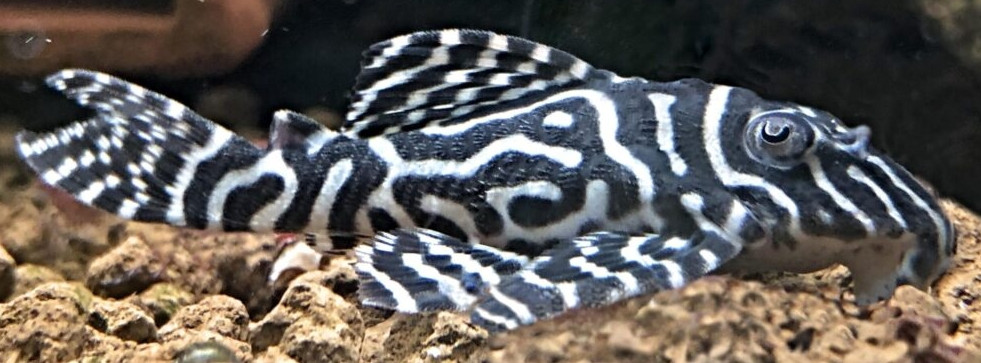 Hypancistrus sp. (L333)