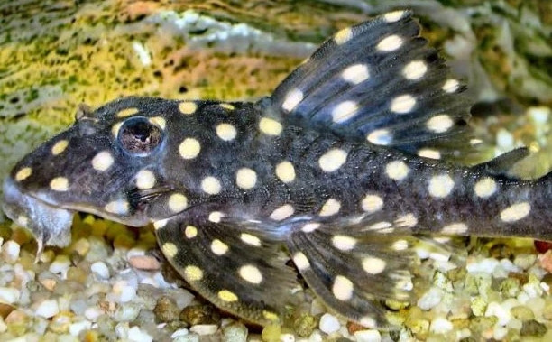 Hypancistrus sp. (L471)