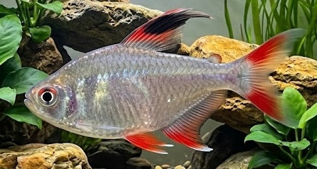 Hyphessobrycon bentosi