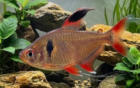 Hyphessobrycon melanopterus