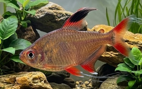 Hyphessobrycon rosaceus