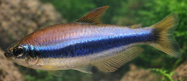 Inpaichthys kerri