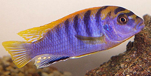 Labidochromis hongi