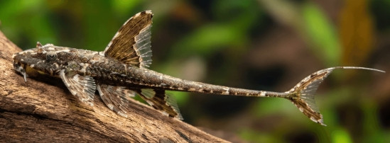 Loricaria filamentosa
