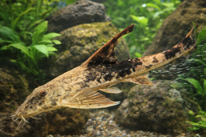 Loricaria simillima