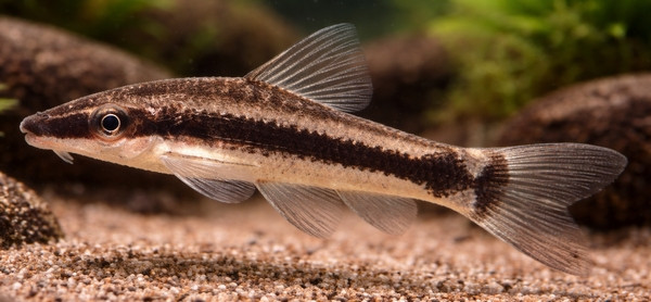 Macrotocinclus affinis
