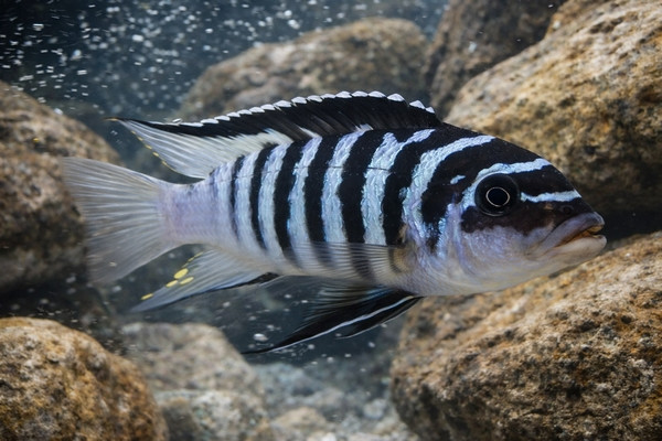 Maylandia fainzilberi