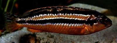 Melanochromis auratus