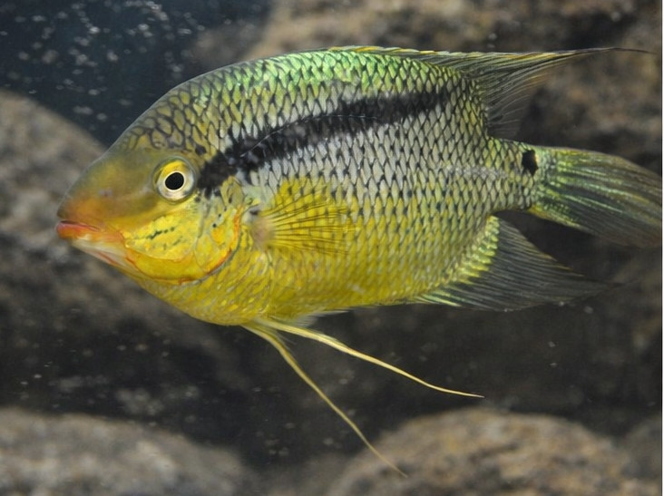 Mesonauta insignis