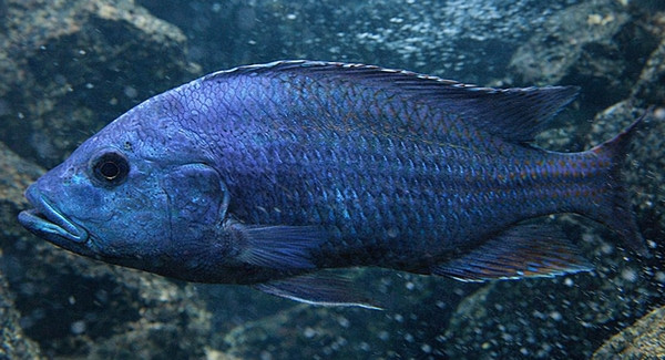 Nimbochromis fuscotaeniatus