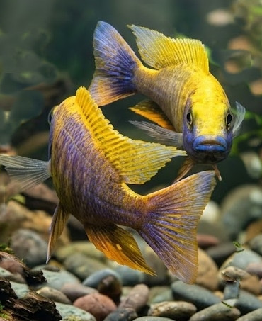 Otopharynx lithobates