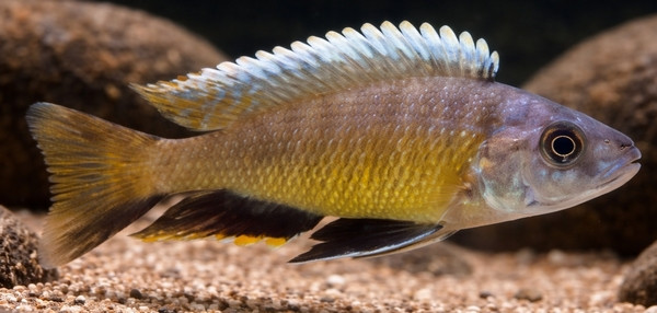 Otopharynx tetraspilus