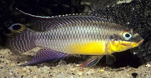 Pelvicachromis kribensis