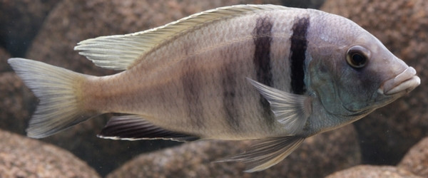 Placidochromis electra