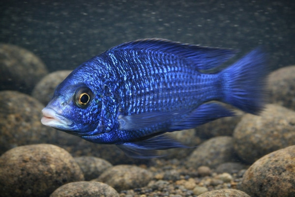 Placidochromis phenochilus