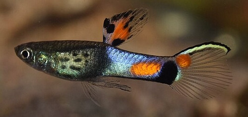 Poecilia wingei