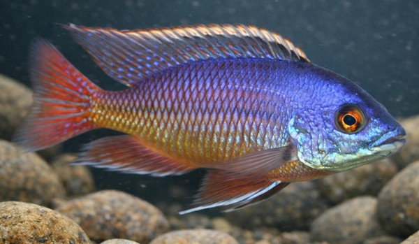 Protomelas taeniolatus