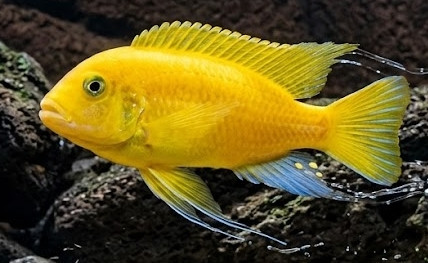 Pseudotropheus saulosi