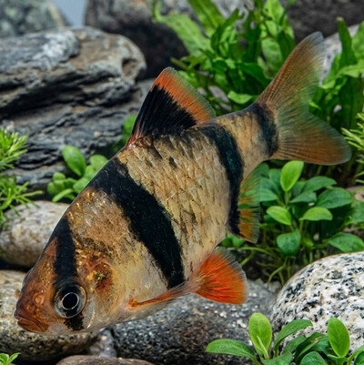 Puntigrus tetrazona
