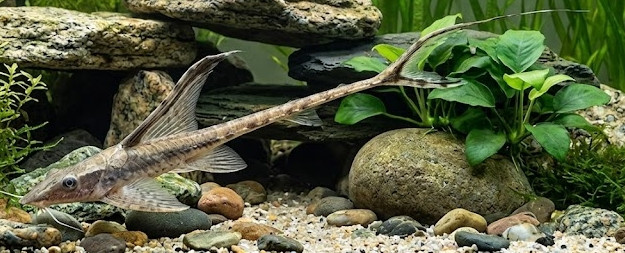 Sturisomatichthys panamense