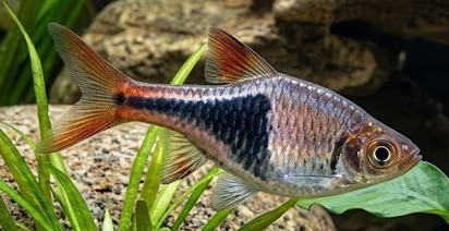 Trigonostigma heteromorpha