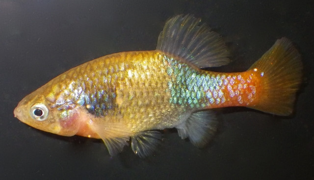 Xenotoca eiseni