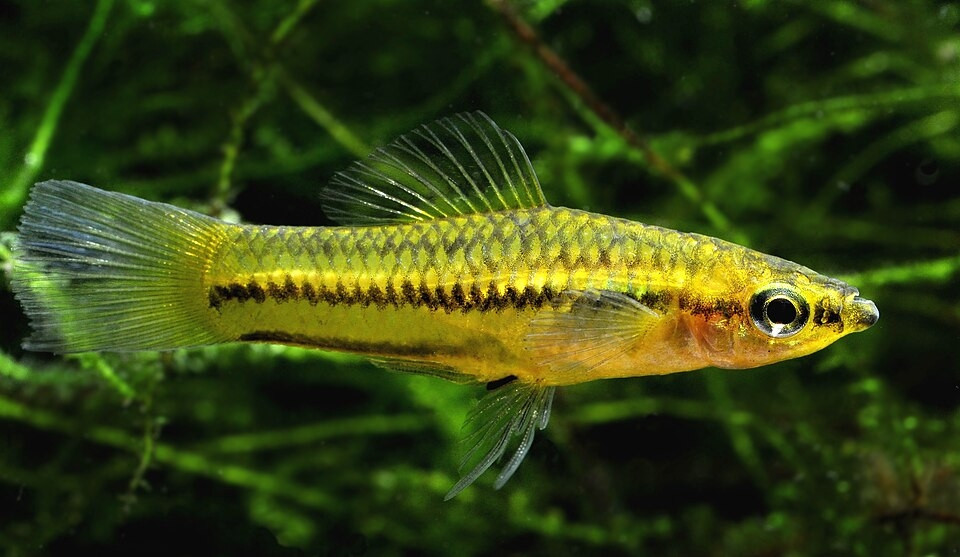 Xiphophorus pygmaeus