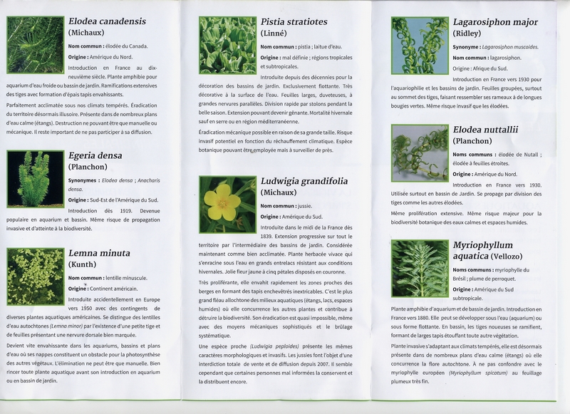 Plantes invasives 2