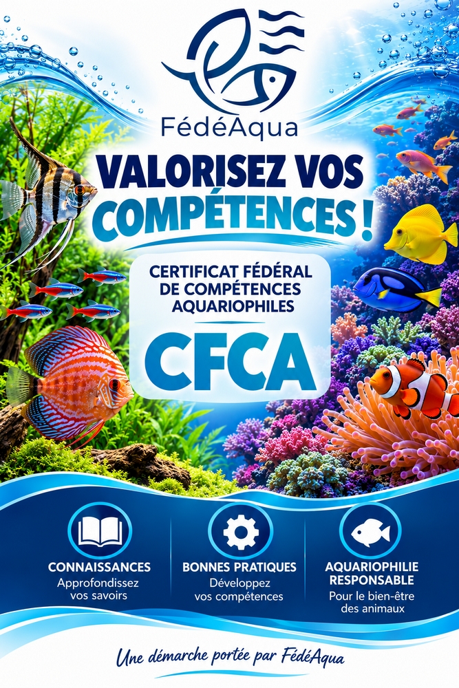 Affiche CFCA