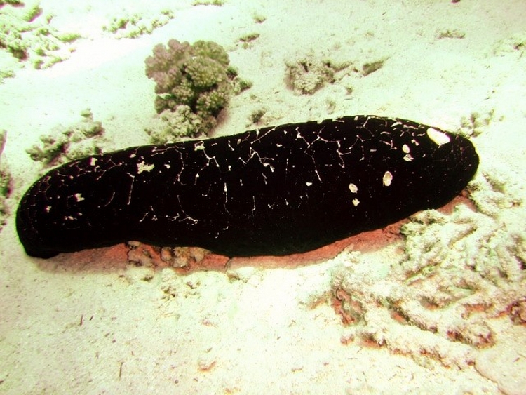 Holothuria nobilis