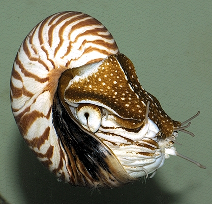 Nautilius pompilius1 R.Allgayer