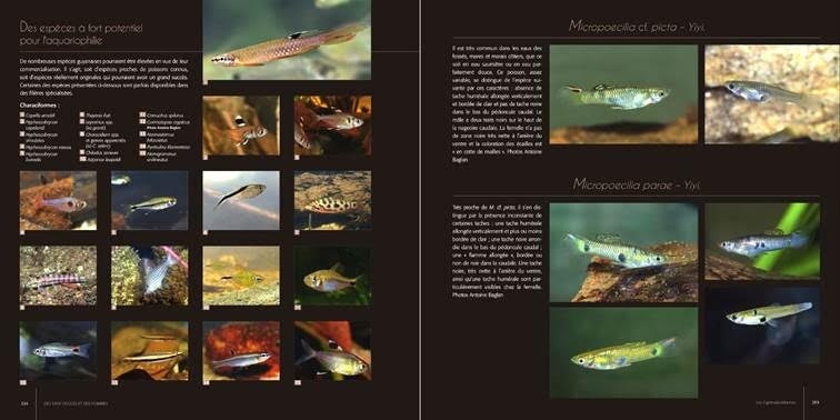 Poissons Guyane int