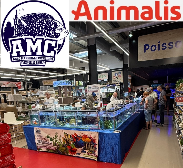 AMC animalis